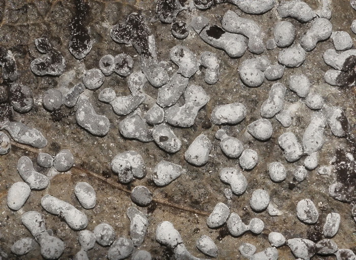 Physarum cinereum
